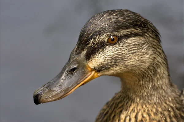 Un pato en el lago — Foto de Stock