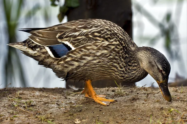 Um pato comendo na terra — Fotografia de Stock