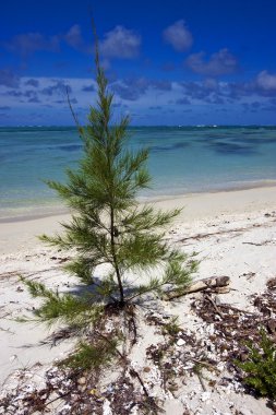 Mauritius Beach'te bush