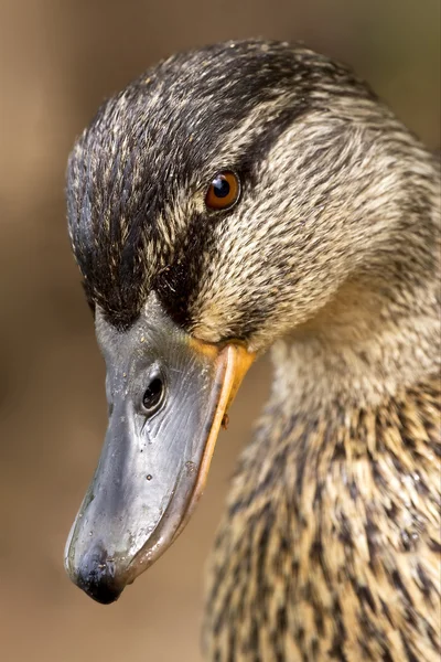 Глаз утки — стоковое фото