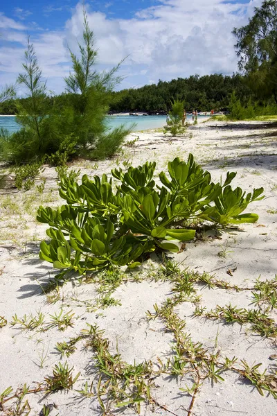 Ile du cerfs — Zdjęcie stockowe