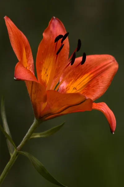 En Lilja i en trädgård — Stockfoto
