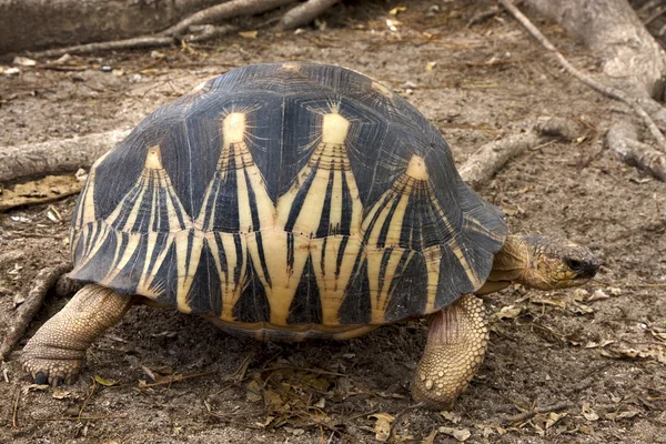 Madagaskar — Stockfoto