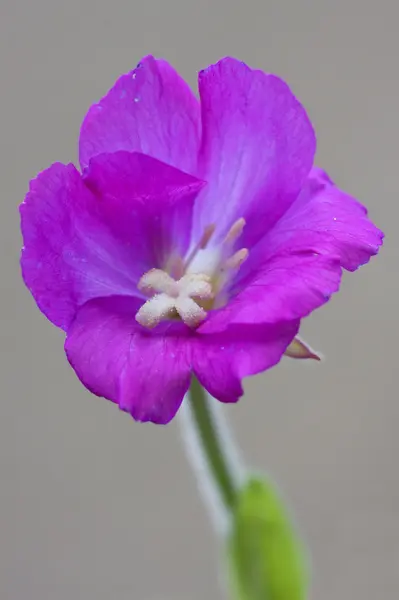 Violet carnation and grey — Stock Photo, Image