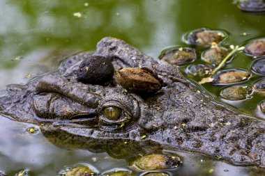 öldürmek için bekliyor