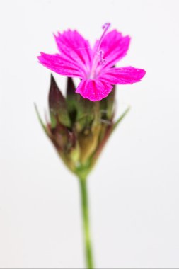 Wild violet carnation epilobium clipart