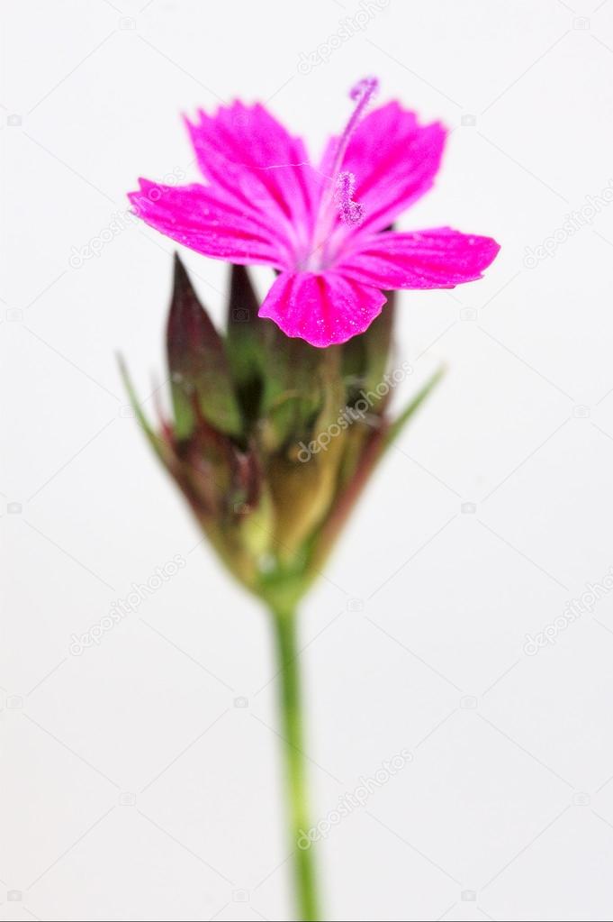 Wild violet carnation epilobium