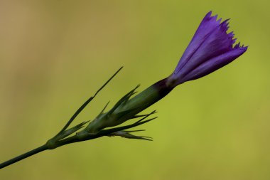 Violet carnation wild sylvestris clipart