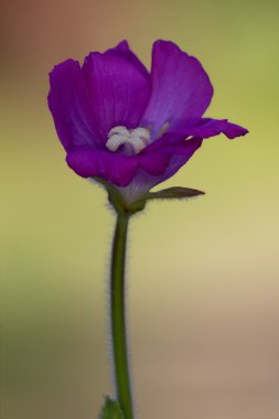 Mor renklerde karanfil