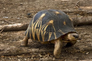 yeryüzünde turtle