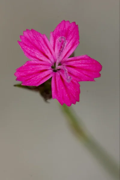 Wild violet carnation epilobium parviflorum — Stock Photo, Image