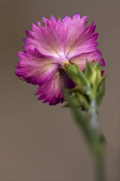 野生の紫色のカーネーションの背面 — ストック写真