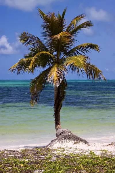 Palm in de wind in de blauwe lagune — Stockfoto