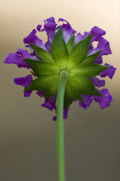 Rear of a violet flower in the grey — Stock Photo, Image