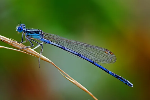 Modrá coenagrionidae — Stock fotografie