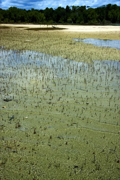 Mamoko Madagaskar Lagune und Küste — Stockfoto