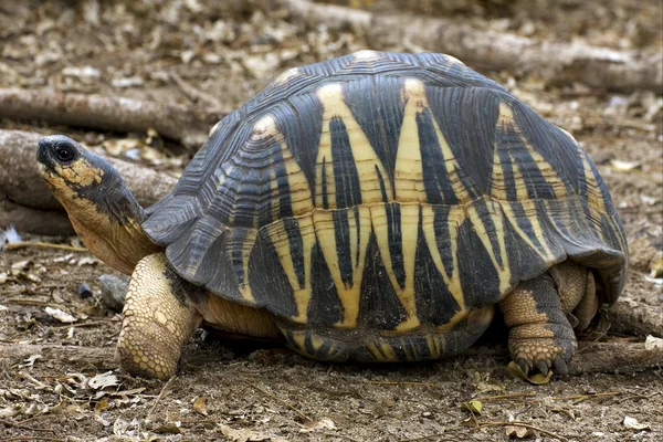 Zeeschildpad — Stockfoto