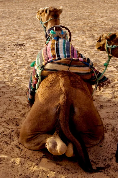 Quarto cammello — Φωτογραφία Αρχείου
