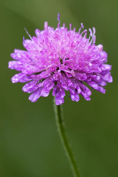 Violet flower dispsacacea — Stock Photo, Image