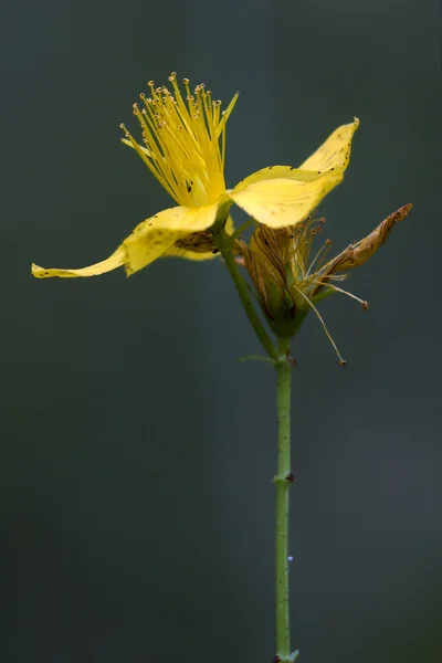 Hipericum perforatum guttifere amarillo —  Fotos de Stock