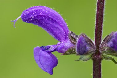 Menekşe glechoma hederacea hirsuta labiate