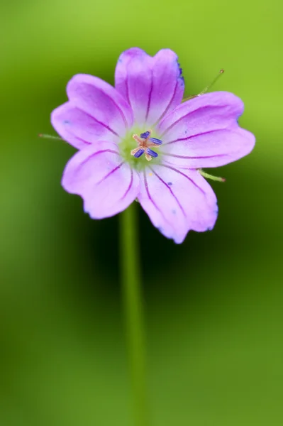 Pink geranium — Stock Photo, Image