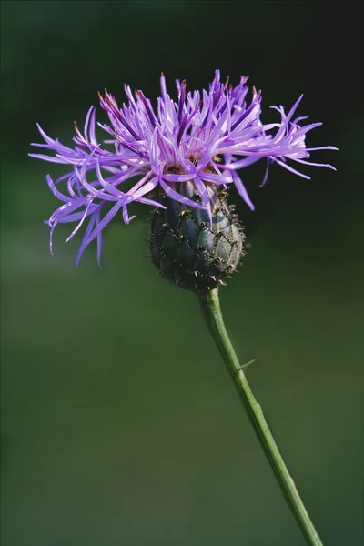 Centaurea de tomentosa —  Fotos de Stock