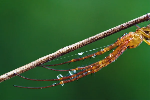 Arachnophobia — Stockfoto