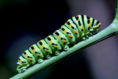 Caterpillar yeşil dalı