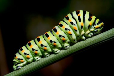 ? aterpillar swallowtail