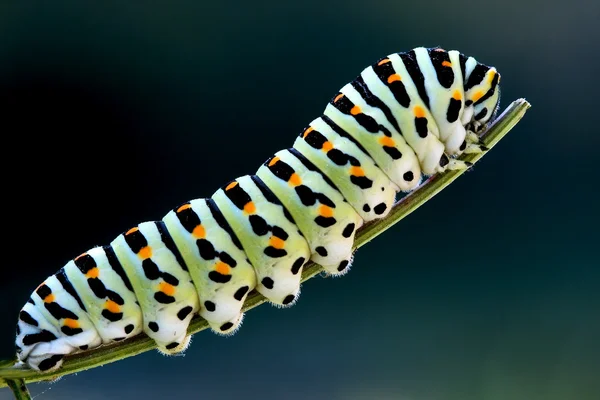 Caterpillar papilio macaone yeşil dalı — Stok fotoğraf