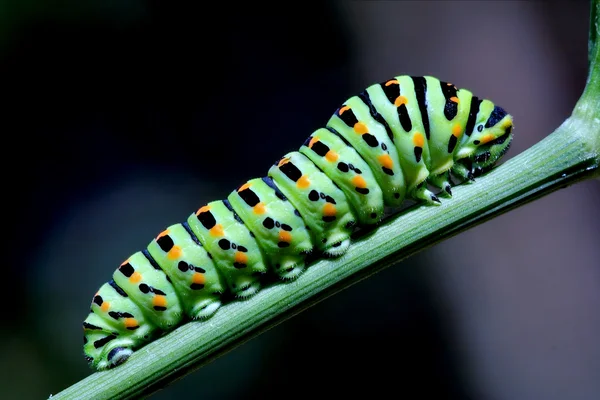 Oruga en rama verde — Foto de Stock