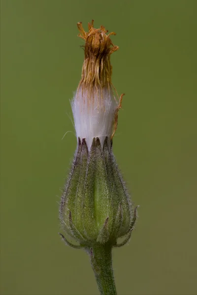 Little flowering — Stock Photo, Image