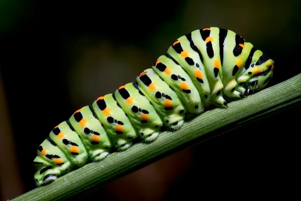 ? 아 게 하의 aterpillar — 스톡 사진