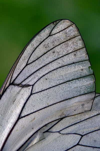 Weißer Flügel und seine Linie — Stockfoto