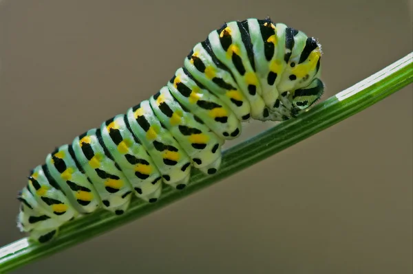 Caterpillar i brunt — Stockfoto