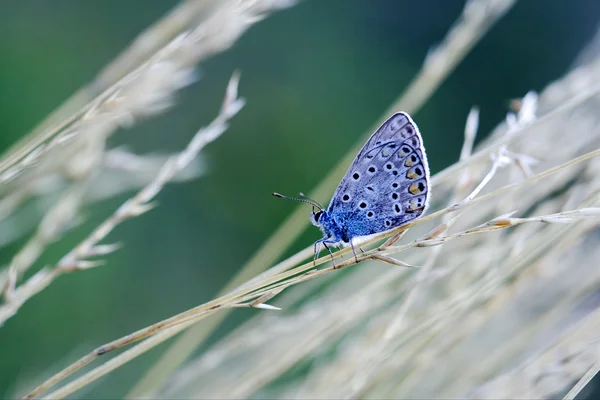 Mavi Kelebek — Stok fotoğraf