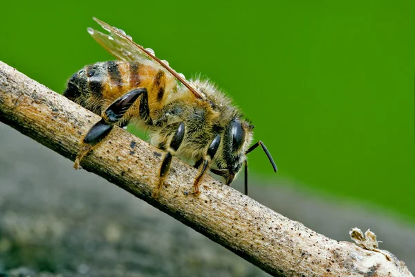 木の部分で蜂 — ストック写真