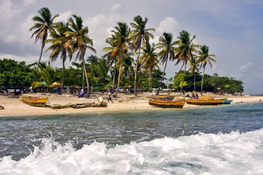 palmiye ve ağaç republica dominicana çalışmak