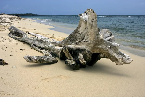Playa y árbol en República Dominicana — Foto de Stock
