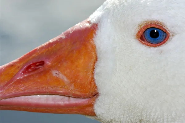 Weiße Ente mit blauem Auge in buenos aires — Stockfoto