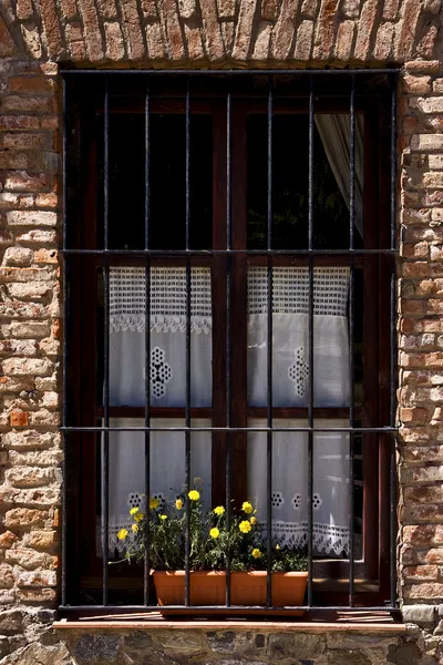 Old window grate and yellow flower — Stock Photo, Image
