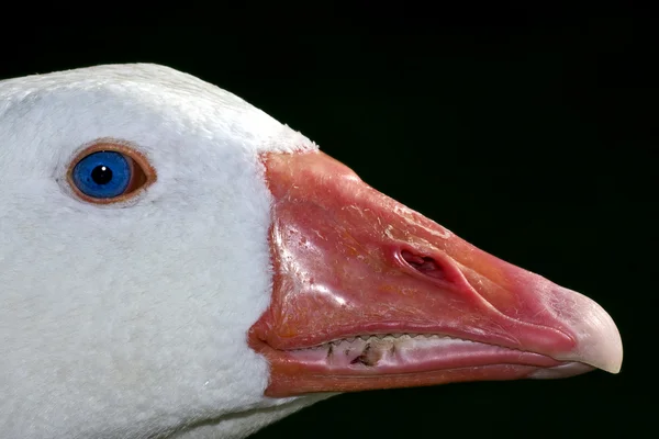 Ente mit blauem Auge in buenos aires — Stockfoto