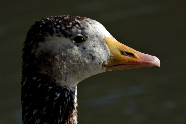 Hnědá kachna drobet černé oko — Stock fotografie