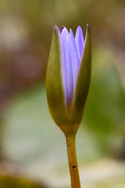 Flowering in mauritius — Stock Photo, Image