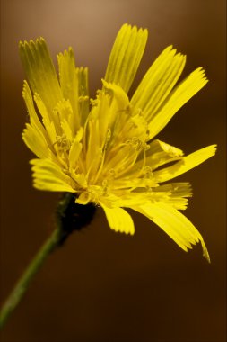 hispidus hieracium sylvaticum