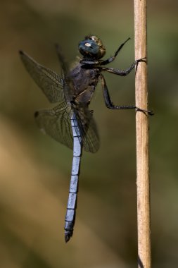brachytron pratense Bush