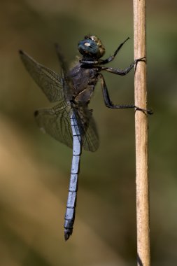 brachytron pratense in the bush clipart