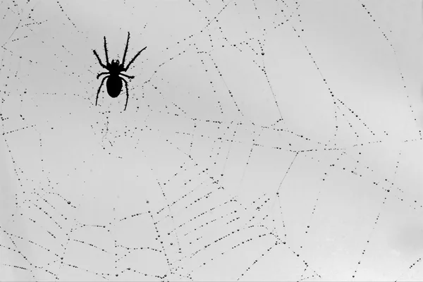 Spider and the drop — Stock Photo, Image