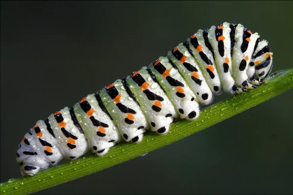 Lagarta de Papilionidae no funcho — Fotografia de Stock